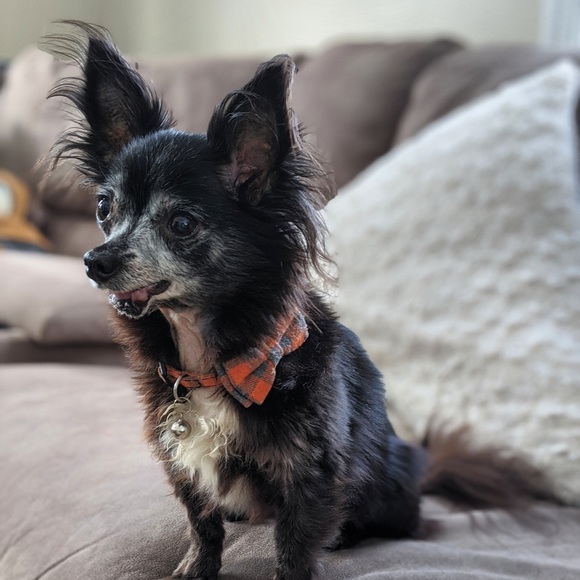 Meet your Posher, Katie - Picture 5 of 6